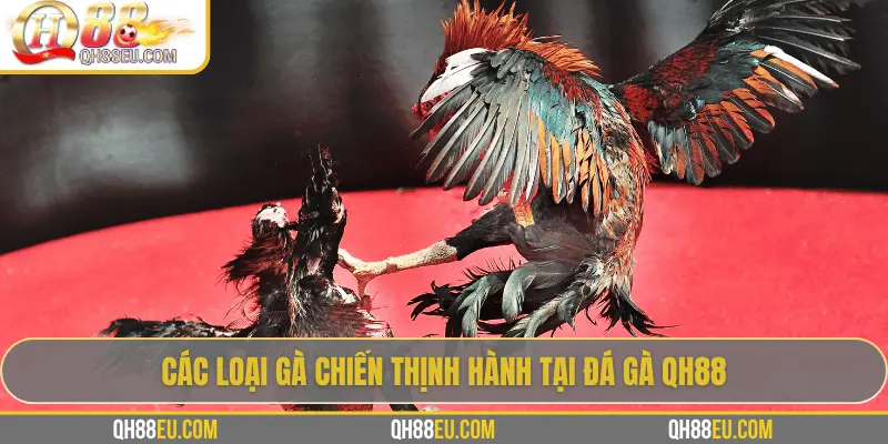 Đá Gà QH88 – Trải Nghiệm Cá Cược Sôi Động Cho Người Chơi Đam Mê - XOHADE.ORG