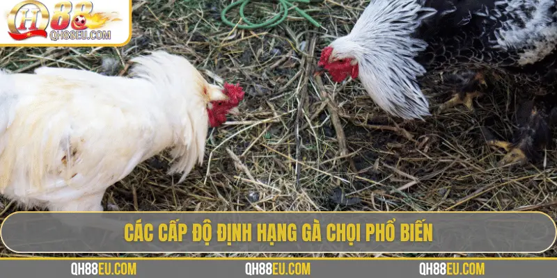 Định Hạng Gà Chọi – Bí Quyết Nhận Biết Đẳng Cấp Chiến Kê Cùng QH88 - XOHADE.ORG