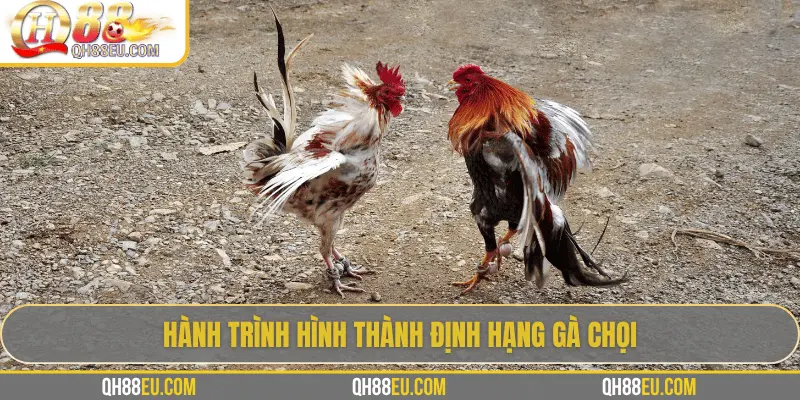 Định Hạng Gà Chọi – Bí Quyết Nhận Biết Đẳng Cấp Chiến Kê Cùng QH88 - XOHADE.ORG