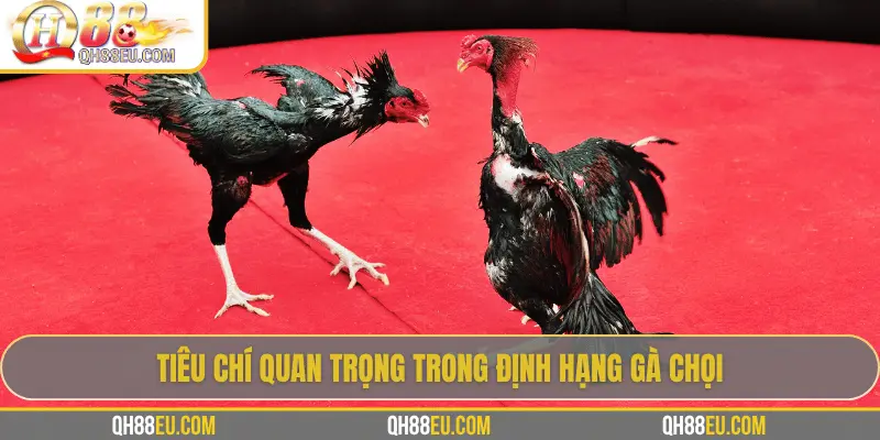Định Hạng Gà Chọi – Bí Quyết Nhận Biết Đẳng Cấp Chiến Kê Cùng QH88 - XOHADE.ORG