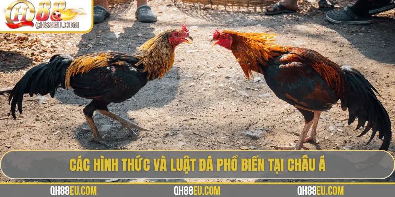 QH88 Chia Sẻ Luật Đá Gà Chuẩn Nhất Cho Người Chơi - XOHADE.ORG
