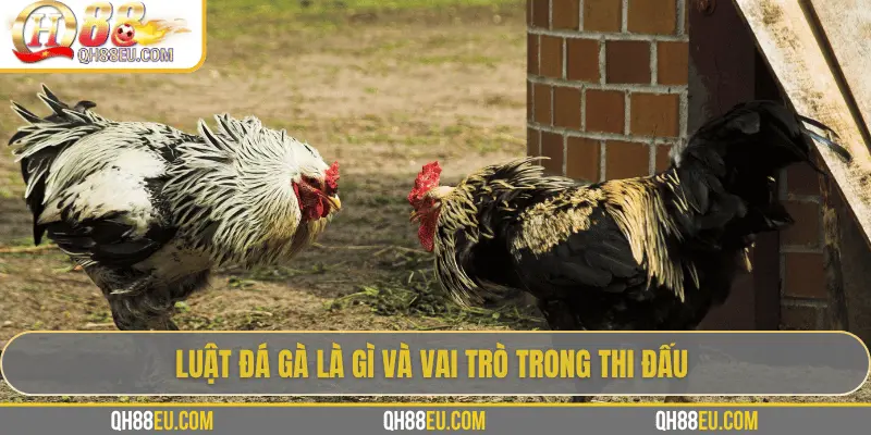 QH88 Chia Sẻ Luật Đá Gà Chuẩn Nhất Cho Người Chơi - XOHADE.ORG