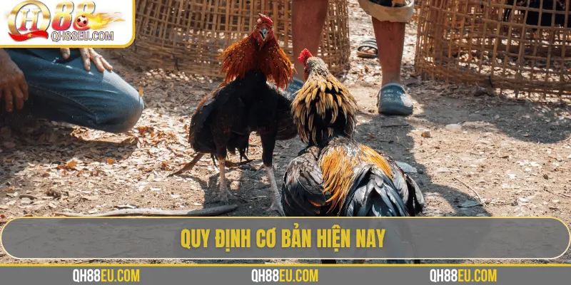 QH88 Chia Sẻ Luật Đá Gà Chuẩn Nhất Cho Người Chơi - XOHADE.ORG