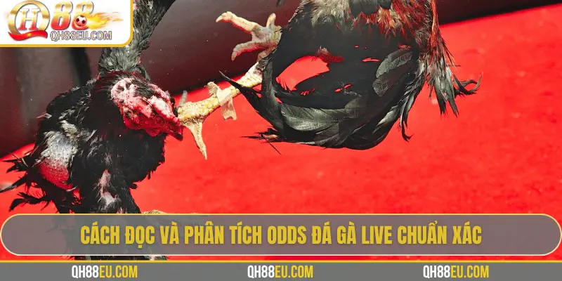Odds Đá Gà Live – Cập Nhật Tỷ Lệ Chuẩn Xác Siêu Lợi Nhuận Tại QH88 - XOHADE.ORG