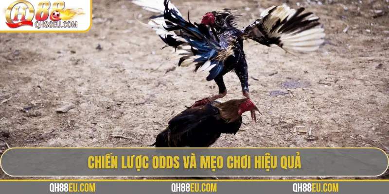 Odds Đá Gà Live – Cập Nhật Tỷ Lệ Chuẩn Xác Siêu Lợi Nhuận Tại QH88 - XOHADE.ORG