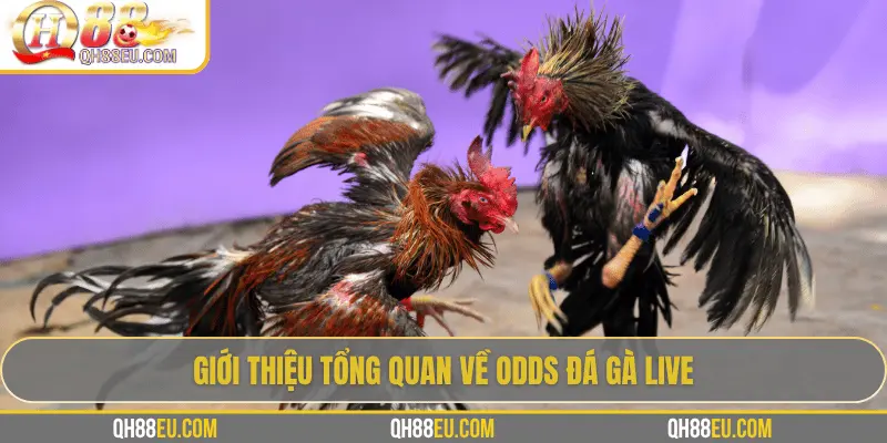 Odds Đá Gà Live – Cập Nhật Tỷ Lệ Chuẩn Xác Siêu Lợi Nhuận Tại QH88 - XOHADE.ORG