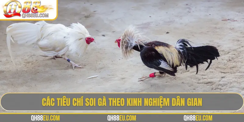 Hướng Dẫn Soi Gà Chọi – Nghệ Thuật Chọn Chiến Kê Giúp Thắng Lớn Tại QH88 - XOHADE.ORG