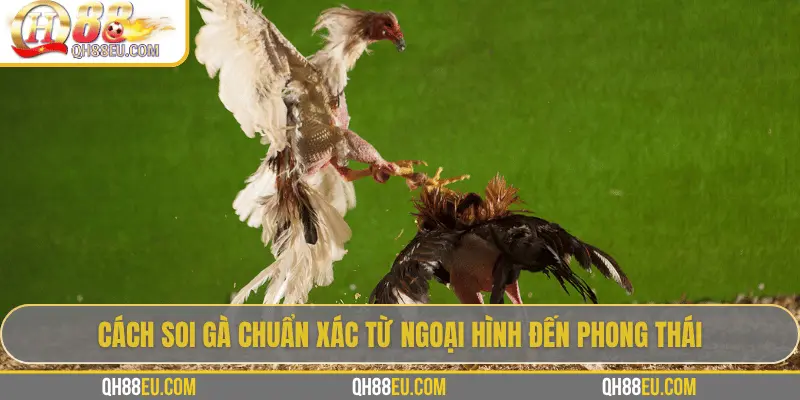 Hướng Dẫn Soi Gà Chọi – Nghệ Thuật Chọn Chiến Kê Giúp Thắng Lớn Tại QH88 - XOHADE.ORG