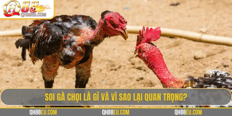 Hướng Dẫn Soi Gà Chọi – Nghệ Thuật Chọn Chiến Kê Giúp Thắng Lớn Tại QH88 - XOHADE.ORG