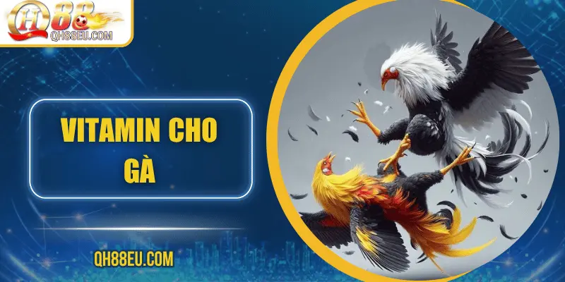 Đá Gà QH88 – Trải Nghiệm Cá Cược Sôi Động Cho Người Chơi Đam Mê - XOHADE.ORG