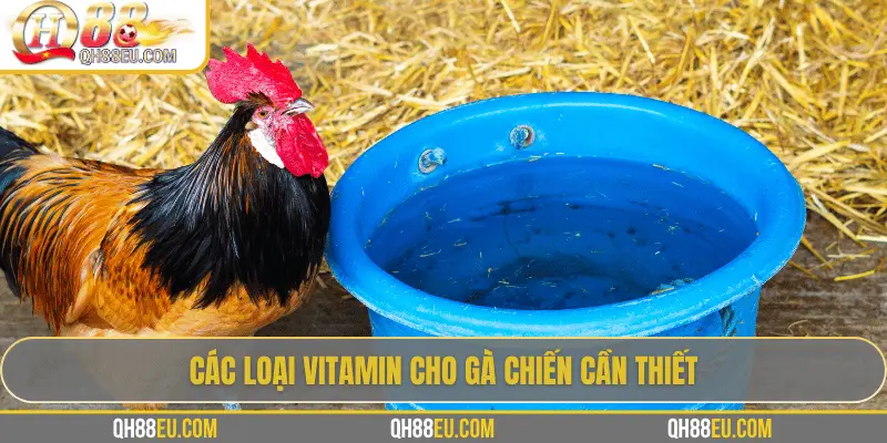 QH88 EU Chia Sẻ Bí Quyết Bổ Sung Vitamin Cho Gà Giúp Chiến Kê Sung Mãn - XOHADE.ORG