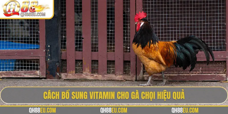 QH88 EU Chia Sẻ Bí Quyết Bổ Sung Vitamin Cho Gà Giúp Chiến Kê Sung Mãn - XOHADE.ORG