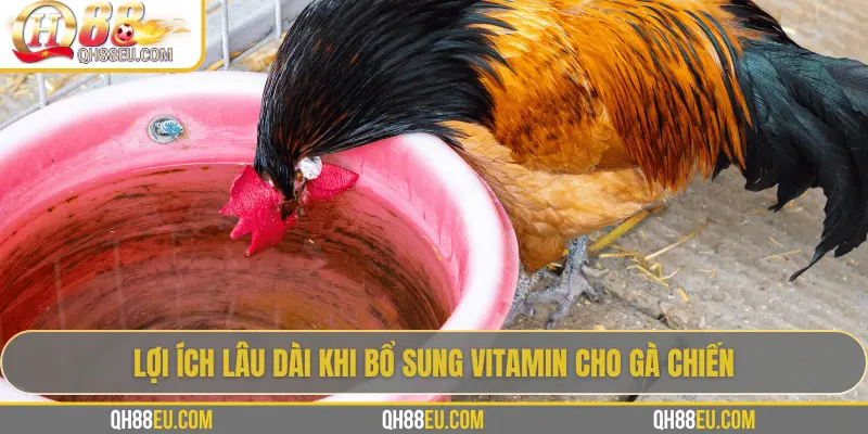 QH88 EU Chia Sẻ Bí Quyết Bổ Sung Vitamin Cho Gà Giúp Chiến Kê Sung Mãn - XOHADE.ORG