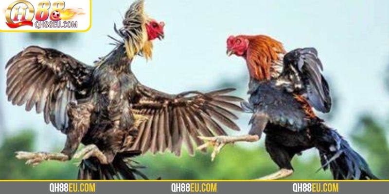 SV388 – Nền Tảng Đá Gà Uy Tín Số 1 Tại QH88 - XOHADE.ORG