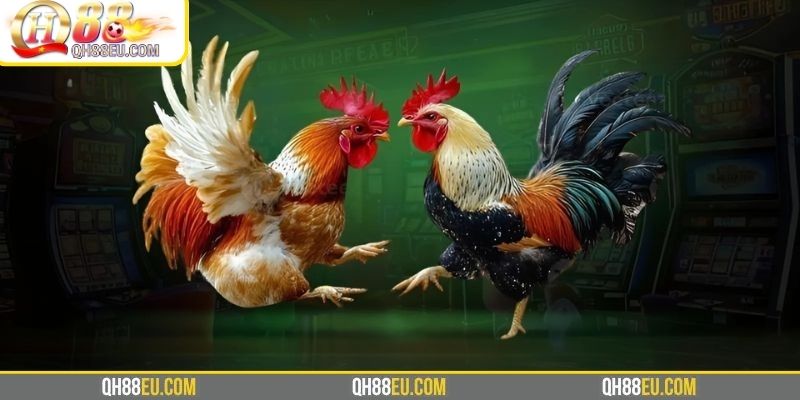 Đá Gà Thomo – Xem Trực Tiếp Trường Gà Campuchia Cùng Doris Phương - XOHADE.ORG