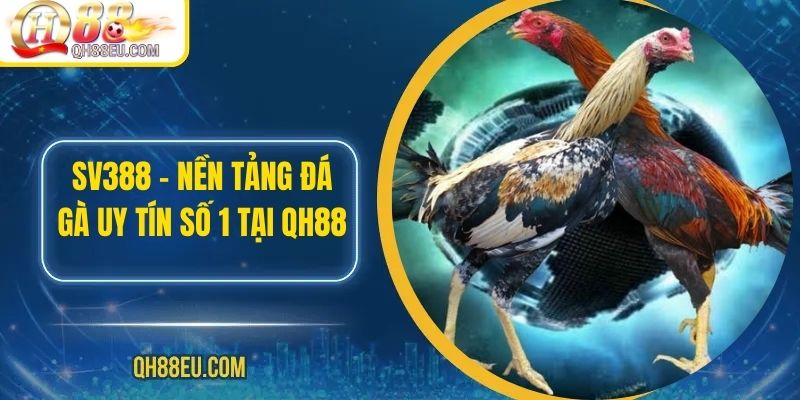 Đá Gà QH88 – Trải Nghiệm Cá Cược Sôi Động Cho Người Chơi Đam Mê - XOHADE.ORG