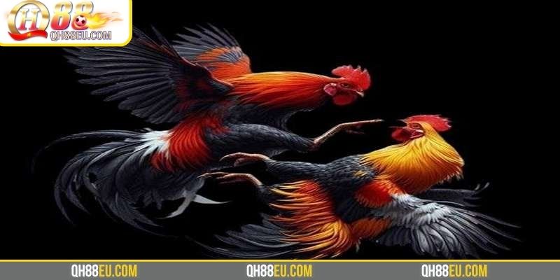 ODIN QH88 – Trải Nghiệm Đá Gà Chuẩn Châu Âu Đỉnh Cao - XOHADE.ORG